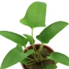 Efeublättriges Speerblatt, Anubias gracilis, im Topf