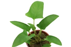 Efeublättriges Speerblatt, Anubias gracilis, im Topf