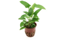 Efeublättriges Speerblatt, Anubias gracilis, im Topf