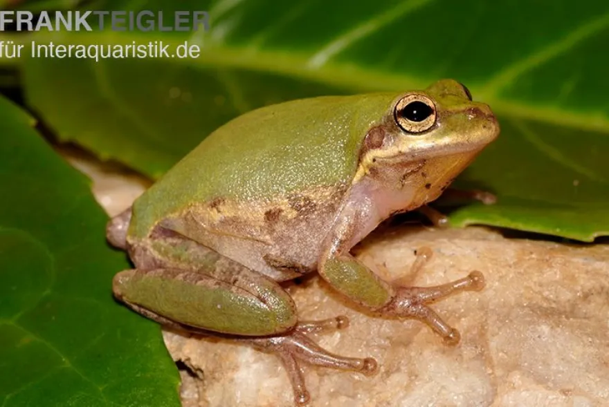 Eichhörnchenfrosch, Hyla squirella