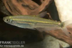 Eidechsensalmler, Iguanodectes spilurus