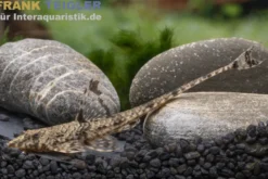 Eigenmanns Hexenwels, Rineloricaria eigenmanni, 6-8 cm