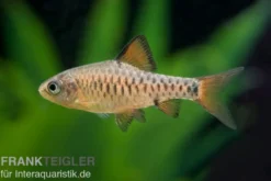 Eilandbarbe, Puntius oligolepis DNZ
