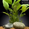 Einblatt, Spathiphyllum wallisii (Terrariumpflanze), XL Topf