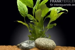 Einblatt, Spathiphyllum wallisii (Terrariumpflanze), XL Topf