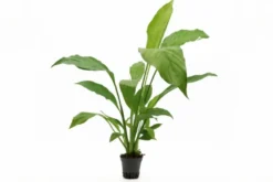 Einblatt, Spathiphyllum wallisii (Terrariumpflanze), XL Topf