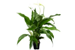 Einblatt, Spathiphyllum wallisii (Terrariumpflanze), XL Topf