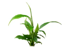 Einblatt, Spathiphyllum wallisii (Terrariumpflanze), XL Topf