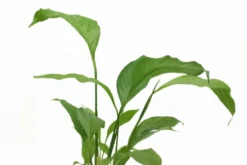 Einblatt, Spathiphyllum wallisii (Terrariumpflanze), XL Topf