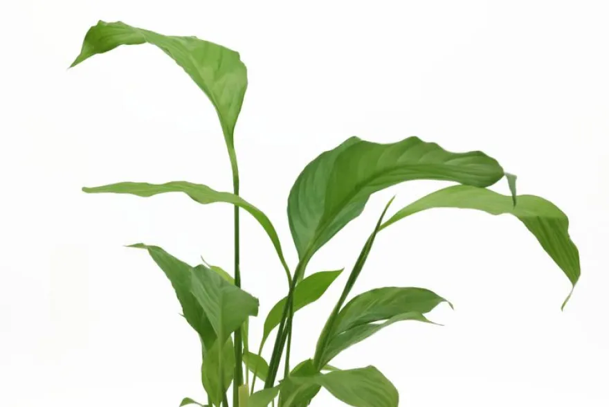 Einblatt, Spathiphyllum wallisii (Terrariumpflanze), XL Topf