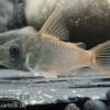 Einfarbiger Panzerwels, Corydoras concolor