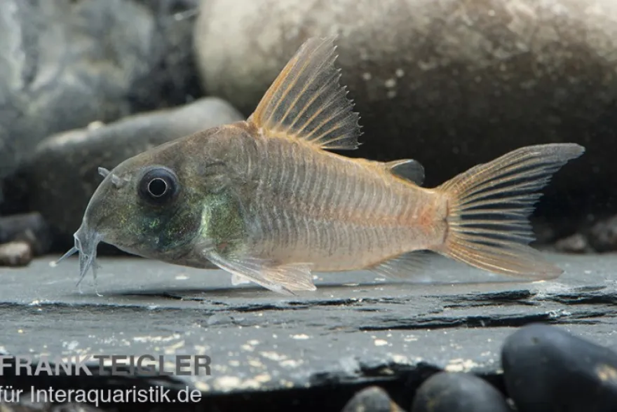 Einfarbiger Panzerwels, Corydoras concolor