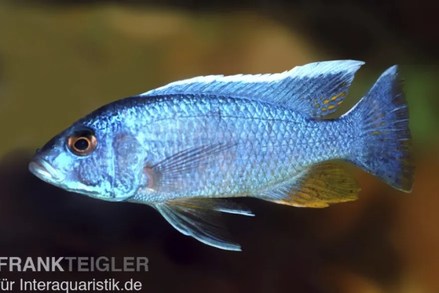 Eisblauer Maleri-Buntbarsch, Sciaenochromis fryeri Maleri Island, 4-5 cm