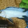 Eisblauer Maulbrüter, Pseudotropheus socolofi, DNZ