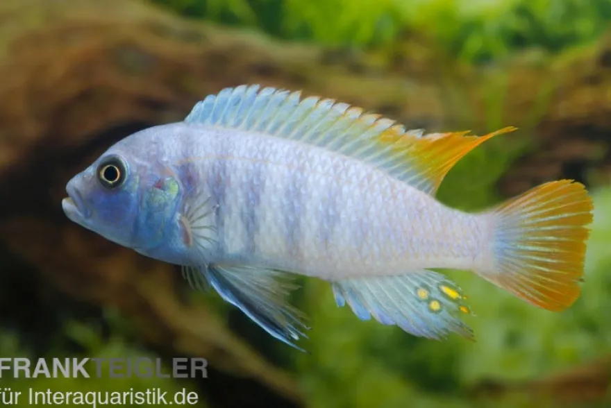 Eisblauer Zebra, Maylandia (Metriaclima) greshakei