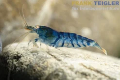 Eisblaue Tigergarnele Golden Eye, Caridina mariae