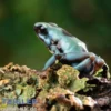 El Cope Pfeilgiftfrosch, Dendrobates auratus El Cope