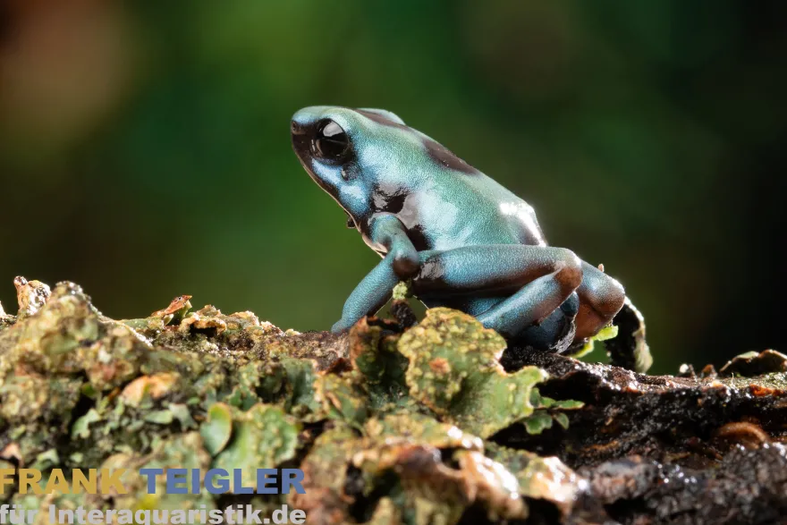El Cope Pfeilgiftfrosch, Dendrobates auratus El Cope