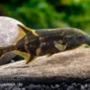 Elefantenfisch, Campylomormyrus elephas