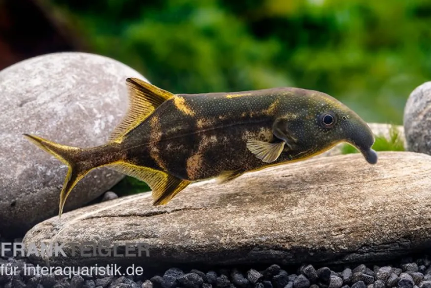 Elefantenfisch, Campylomormyrus elephas