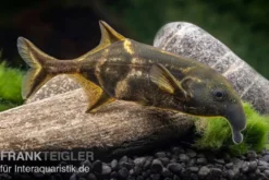 Elefantenfisch, Campylomormyrus elephas