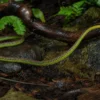 Elegante Bronzenatter, Dendralaphis formosus