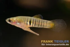 Eleganter Zwergkärpfling, Neoheterandria elegans (Minifisch)