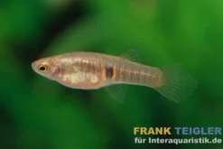 Eleganter Zwergkärpfling, Neoheterandria elegans (Minifisch)