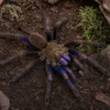 Elektrischblaue Vogelspinne, Chilobrachys natanicharum