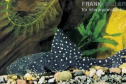 Elfenwels, Acanthicus adonis