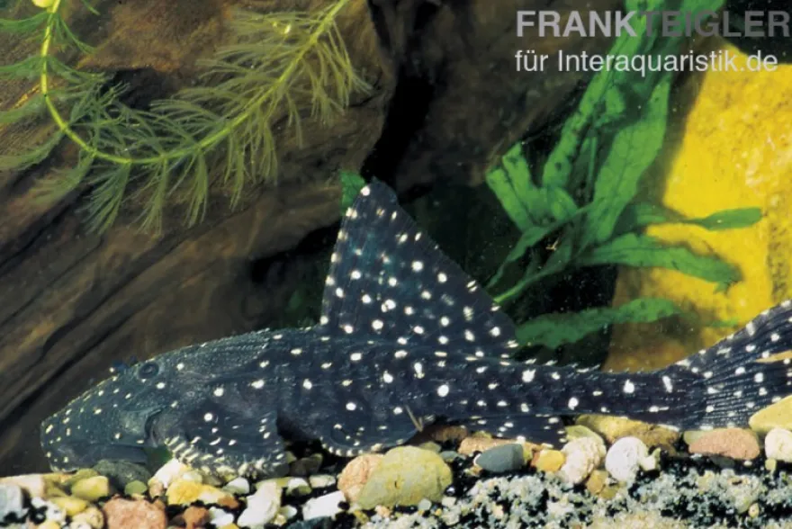 Elfenwels, Acanthicus adonis