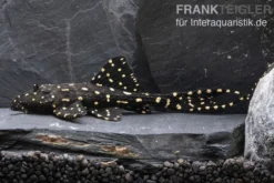 Elfenwels, Acanthicus adonis