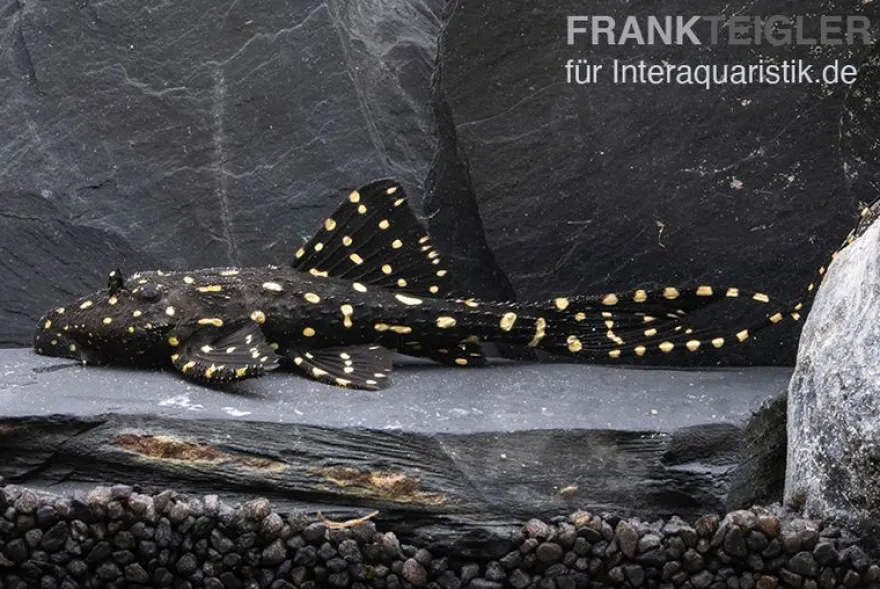 Elfenwels, Acanthicus adonis