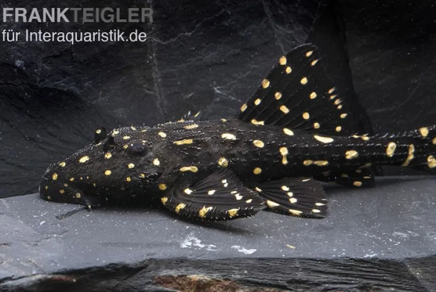Elfenwels, Acanthicus adonis