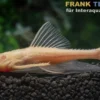 Elfenwels Albino, Acanthicus adonis