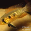 Elisabeth’s Zwergbuntbarsch, Apistogramma elizabethae