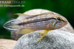 Elisabeth’s Zwergbuntbarsch, Apistogramma elizabethae