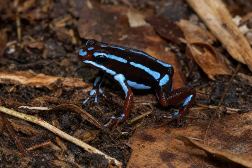 El-Oro-Blattsteiger „Blau Rio Saladillo“, Epipedobates anthonyi