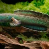 Emerald Green Schlangenkopf, Channa cf. pomanensis „Emerald Green“