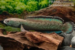Emerald Green Schlangenkopf, Channa cf. pomanensis „Emerald Green“