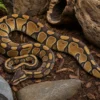 Enchi-Königspython, Python regius