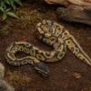 Enchi-Leopard-Königspython het. Pied, Python regius