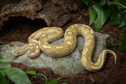 Enchi-Lesser-Königspython, Python regius