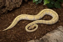 Enchi-Lesser-Königspython, Python regius