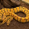 Enchi-Orange-Dream-Königspython, Python regius