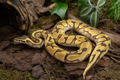 Enchi-Pastel-Königspython, Python regius