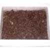 Enchyträen Zuchtansatz, 50 g Enchyträen in Styrobox