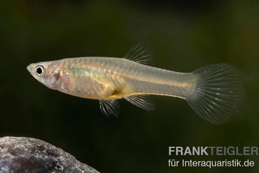 Endler Guppy black green snake, Poecilia wingei, paarweise