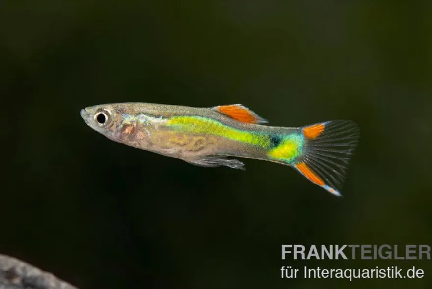 Endler Guppy black green snake, Poecilia wingei, paarweise