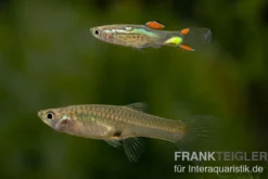 Endler Guppy black green snake, Poecilia wingei, paarweise